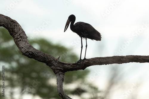 Bec ouvert africain,.Anastomus lamelligerus; African Openbill photo