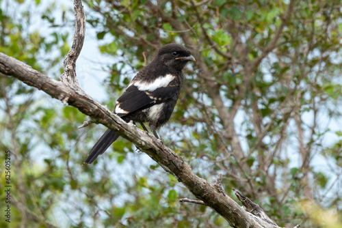 Corvinelle noir et blanc,.Urolestes melanoleucus, Magpie Shrike