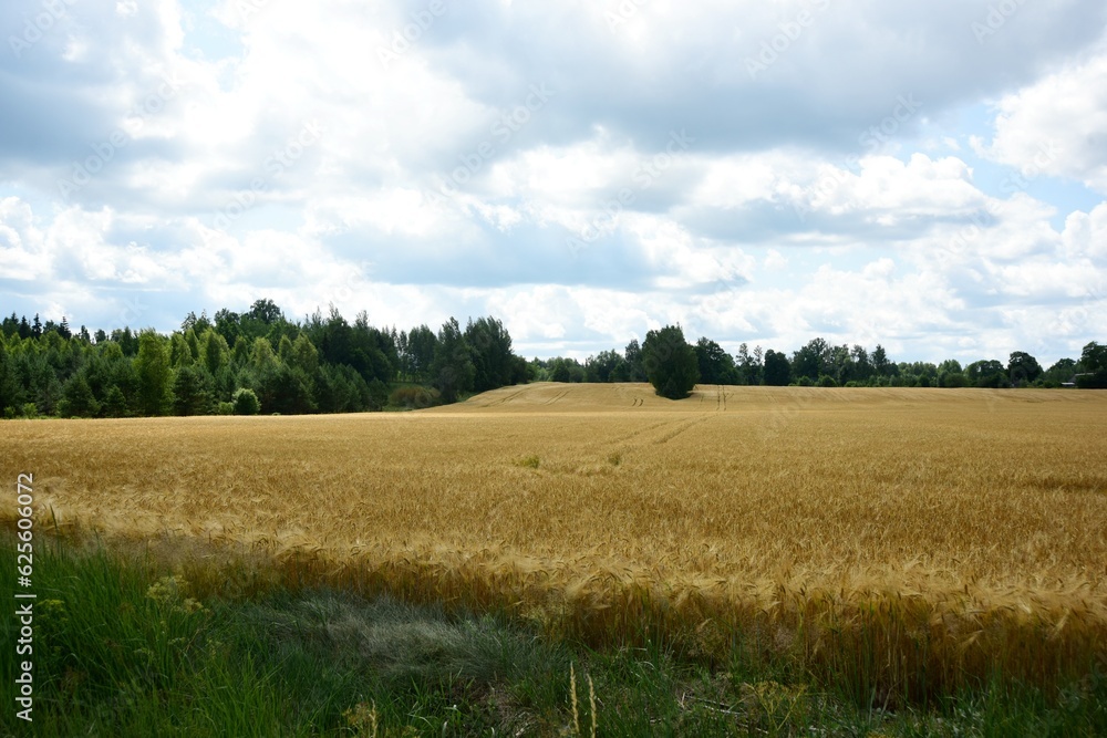 Ripe golden wheat in organic farm ready for harvest Ripe golden wheat in organic farm ready for harvest