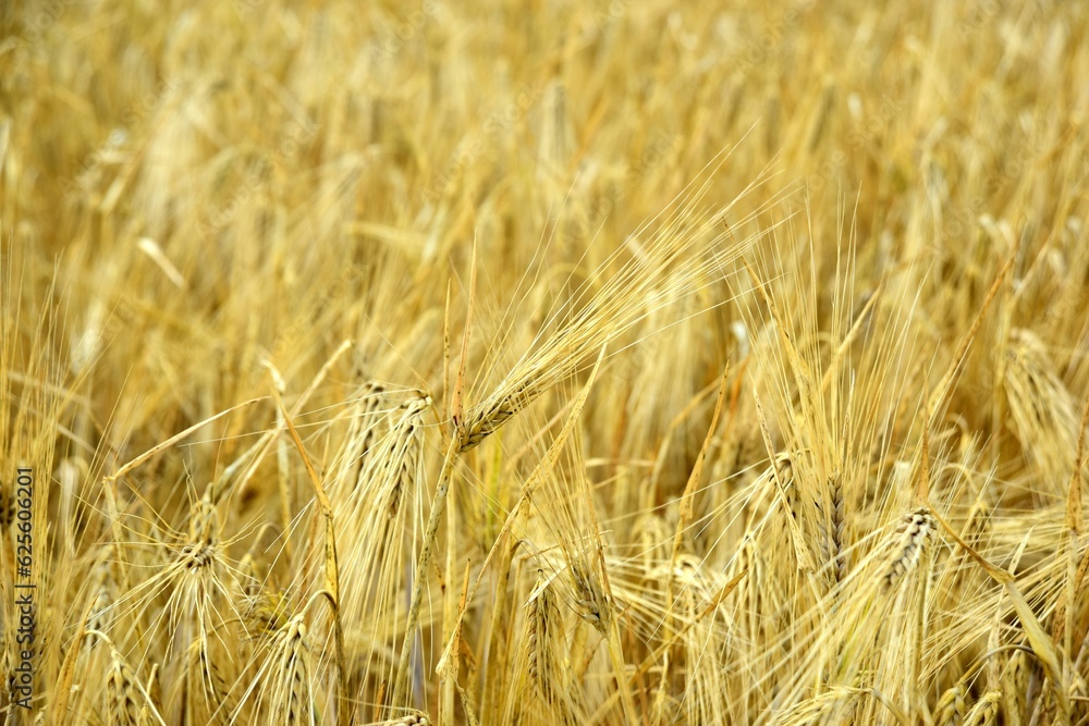Ripe golden wheat in organic farm ready for harvest Ripe golden wheat in organic farm ready for harvest