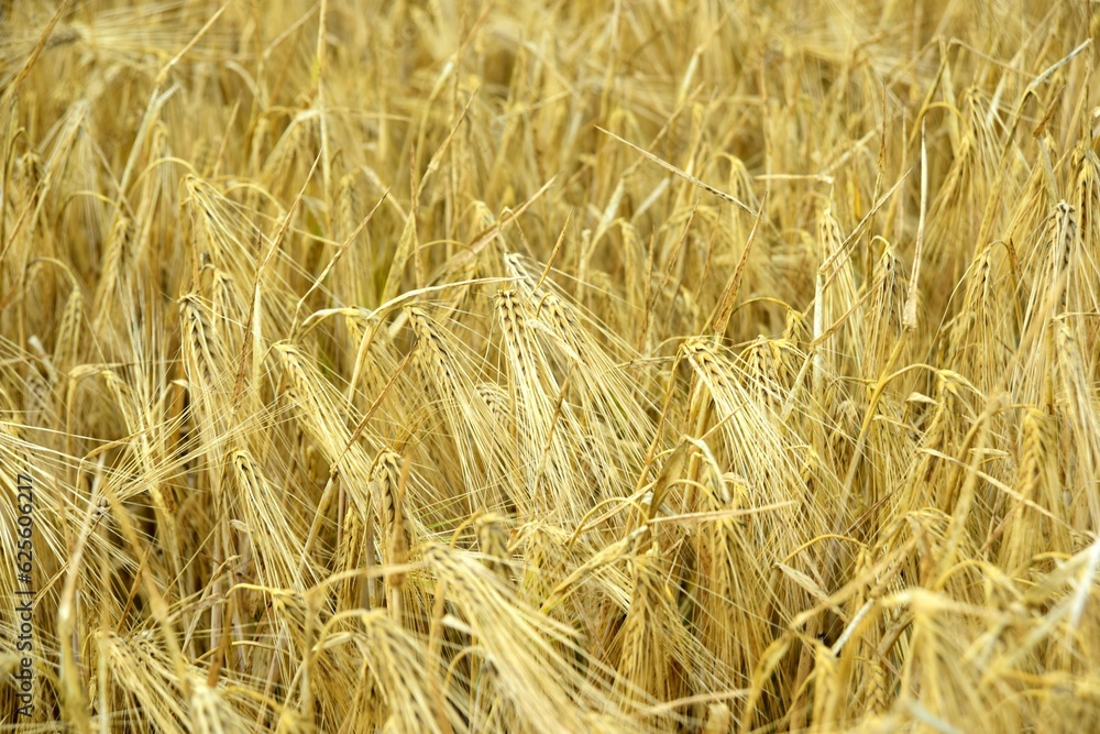 Ripe golden wheat in organic farm ready for harvest Ripe golden wheat in organic farm ready for harvest