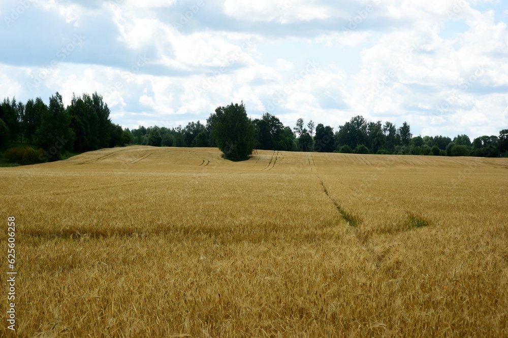 Ripe golden wheat in organic farm ready for harvest Ripe golden wheat in organic farm ready for harvest