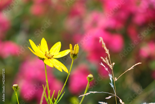 coreopsis verticillata yellow flowers are summer