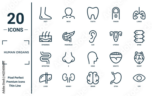 human organs linear icon set. includes thin line feet, epidermis, intestine, liver, eye, ear, heart icons for report, presentation, diagram, web design