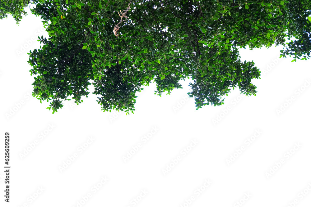 Obraz premium tree top view of green leaves on a transparent background