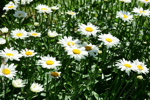 White daisies bloom in the garden, Flowers with insects