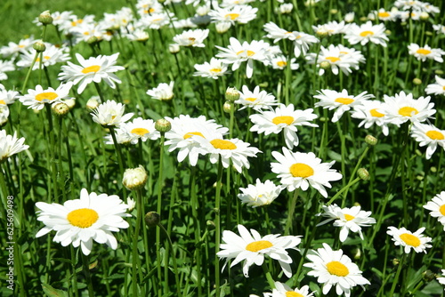 White daisies bloom in the garden, Flowers with insects