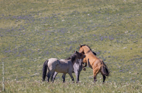 Wild Horses in Summer in the Pryor Mountains