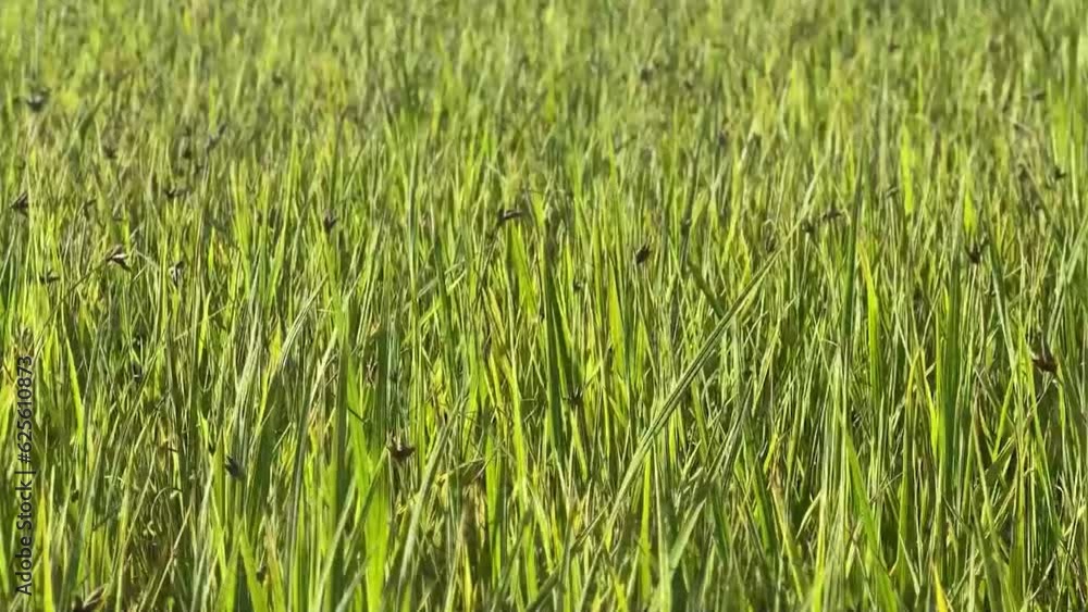 Green grass of the field moving by the soft breeze of the wind. Green grass of the field moving by the soft breeze of the wind.