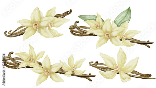 Vanilla Flowers with Sticks. Watercolor hand drawn set of illustrations. Yellow orchid Flower and pods on white isolated background. Drawing of spice for cooking or aroma oils. Herbal ingredients.