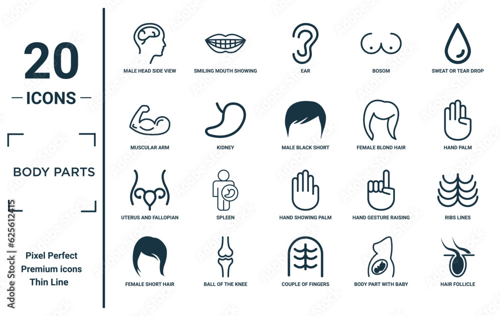 body parts linear icon set. includes thin line male head side view with brains, muscular arm, uterus and fallopian tube inside woman body, female short hair style variant, hair follicle, male black body parts linear icon set. includes thin line male head side view with brains, muscular arm, uterus and fallopian tube inside woman body, female short hair style variant, hair follicle, male black