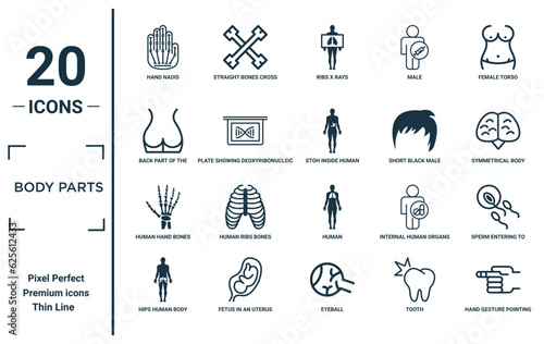 body parts linear icon set. includes thin line hand nadis, back part of the body showing butt area, human hand bones, hips human body part, hand gesture pointing to the left, stoh inside human sperm
