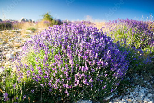 True lavender  lavandula angustifolia  in provence