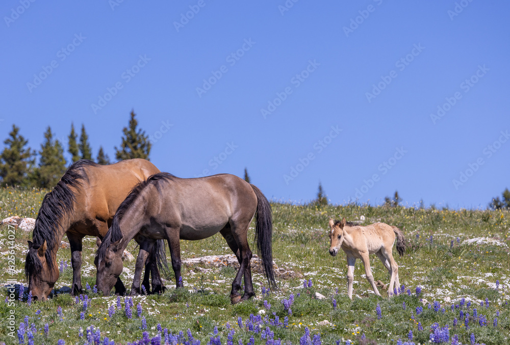 Wild Horses in the Pryor Mountains Montana in Summer Wild Horses in the Pryor Mountains Montana in Summer