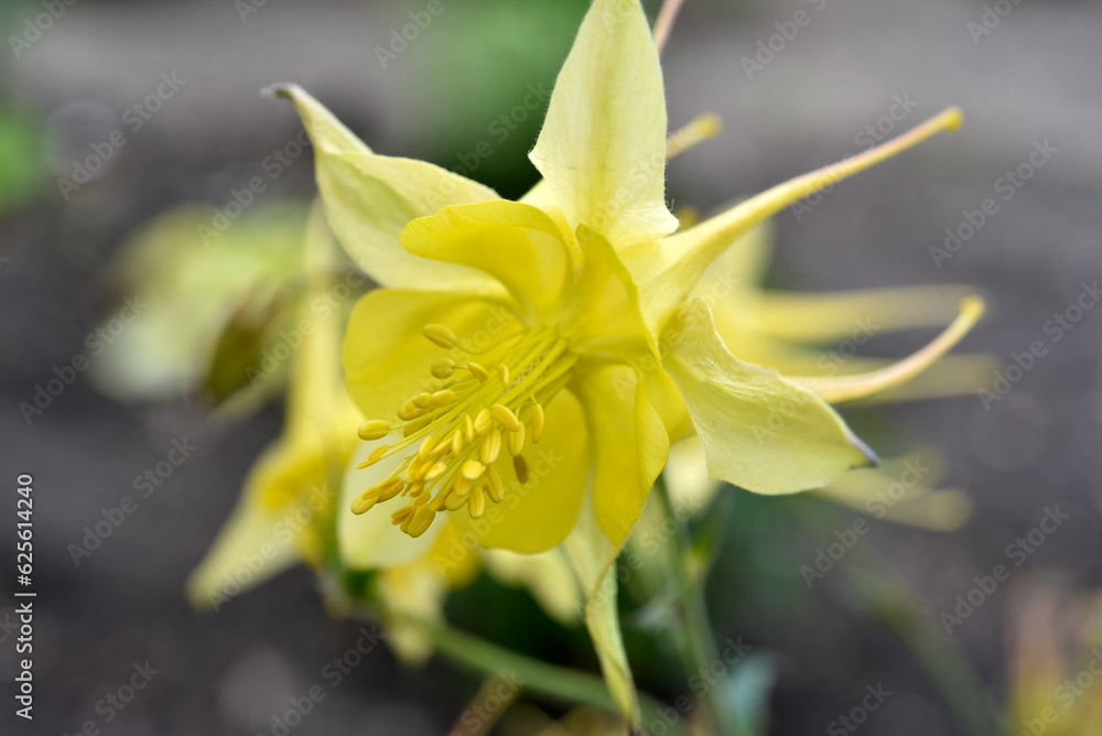 Obraz premium Aquilegia. Ranunculaceae. Yellow flowers of aquilegia in the summer garden.