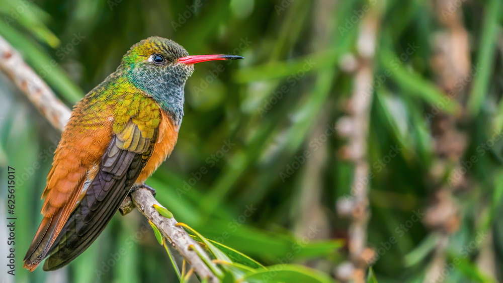 Fototapeta premium peru, lima, bird, hummingbird, colorful, beak, animal, nature, rainbow, blue, green, wildlife, feather, orange, tropical, wild, color, feathers, yellow, branch