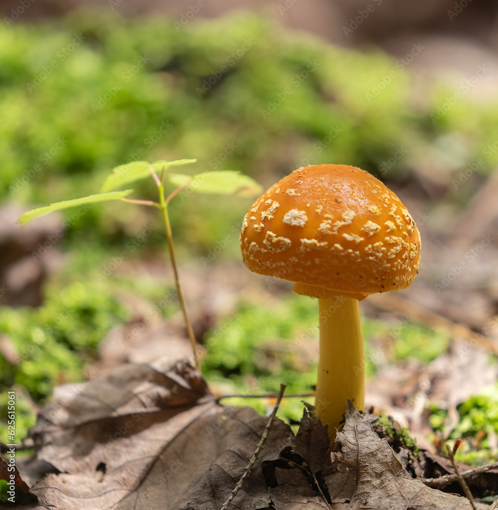 Fototapeta premium Yellow Patches (Amanita flavoconia) mushroom in a forest