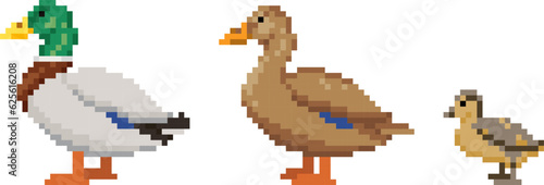 Pixel art set of Wild duck birds. Ducks family. Male Drake, female duck and duckling icons. Vector illustration isolated on white background.