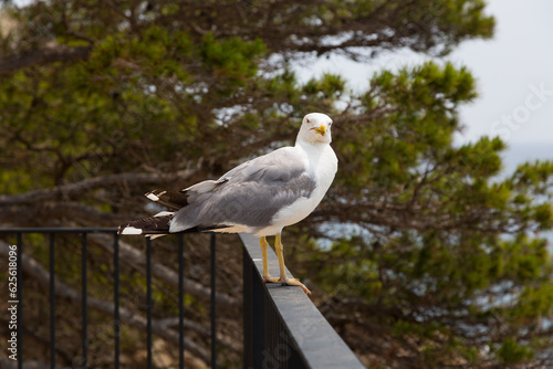 Seagulls on a cliff in the Mediterranean Sea