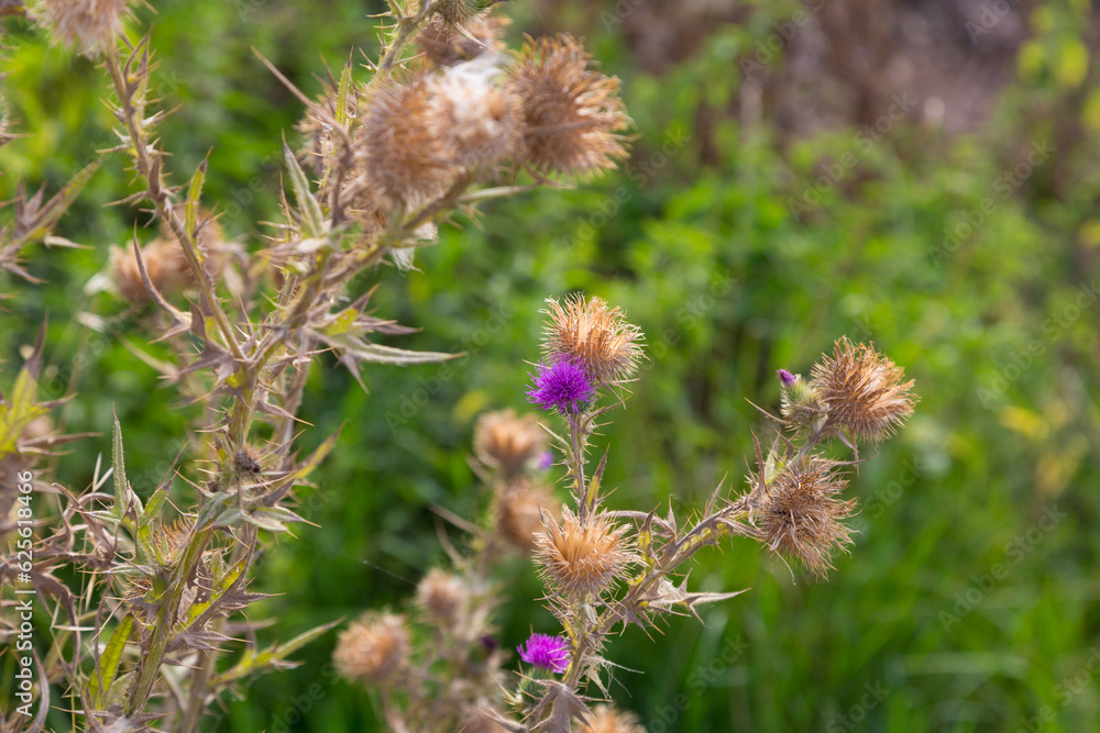 Plants and wildflowers in the summer season in the Mediterranean area Plants and wildflowers in the summer season in the Mediterranean area