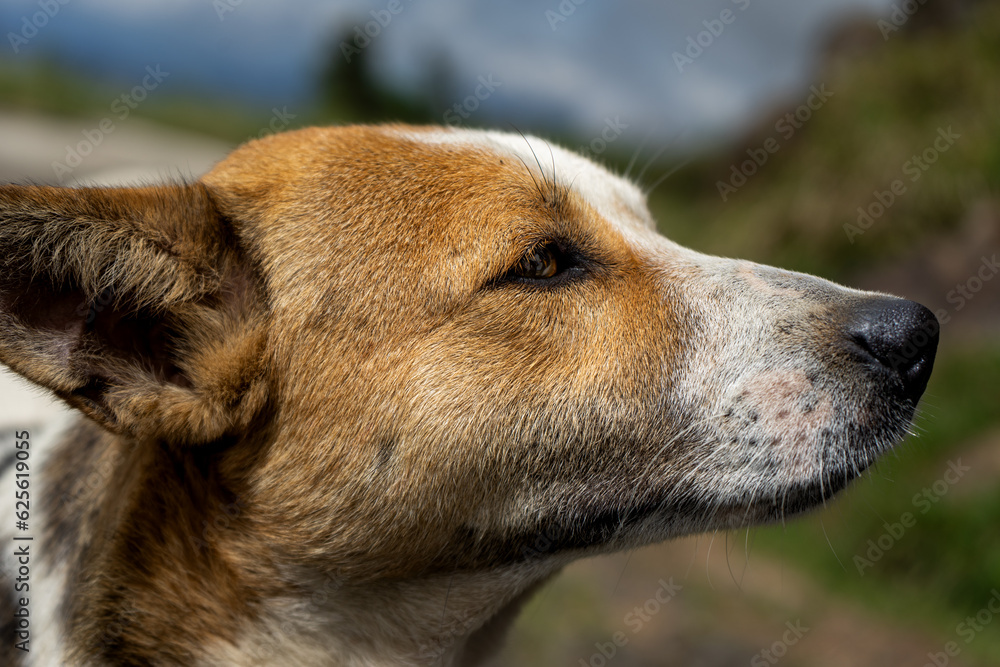 close up of a dog