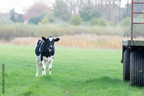 Black and white calf in a green meadow looking at the camera