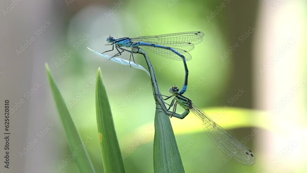Pair of Azure Damselflies (Coenagrion puella) in tandem, mating on an iris leaf. June, Kent, UK. [Slow motion x5]