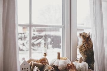 Cute cat looking in window and sitting with pumpkins pillows, fall leaves, candle, lights on cozy scarf on windowsill. Pet and cozy autumn in home. Adorable tabby cat relaxing at hygge fall decor