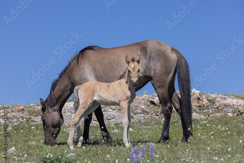Wild Horse Mare and Foal in the Pryor Moutnains in Summer © natureguy
