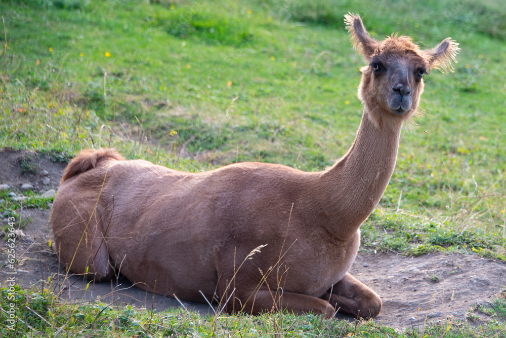 Fototapeta premium llama in the grass