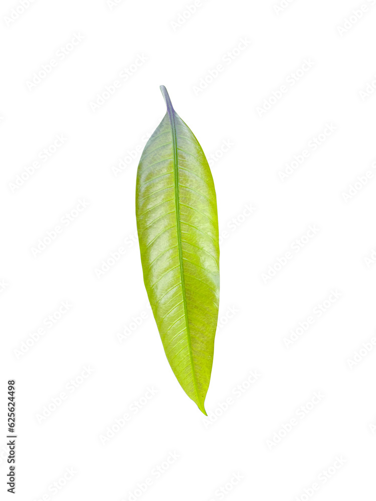 Young mango leaves on tree in garden..Young leaves growing Young mango leaves on tree in garden..Young leaves growing