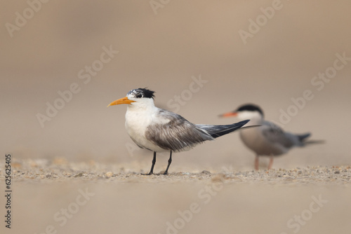 Lesser Crested Tern perched on ground at tubli, Bahrain © Dr Ajay Kumar Singh