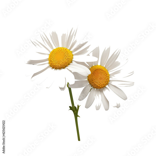Two chamomile flowers on transparent background. photo