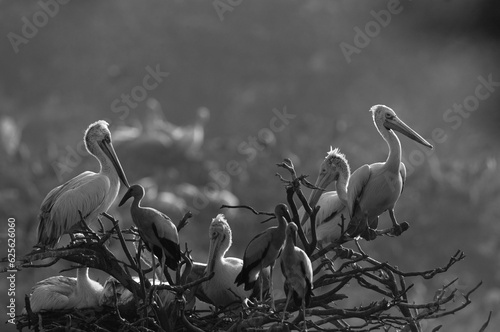 Spot-billed pelicans perched on tree at Uppalapadu Bird Sanctuary, India photo