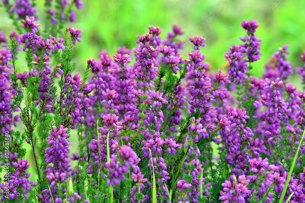 Fototapeta premium Purple flowers of bell heather (Erica cinerea) on a green background