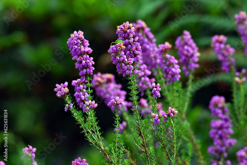 Purple flowers of bell heather (Erica cinerea) on a green background photo