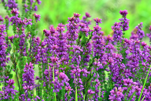 Purple flowers of bell heather  Erica cinerea  on a green background