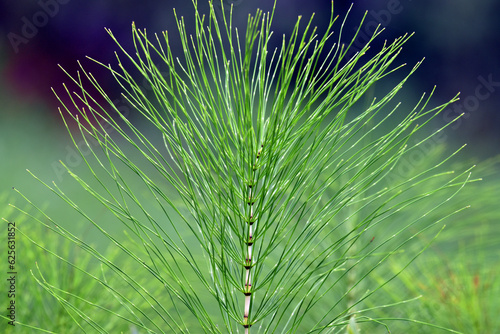 Detail of a horsetail plant (Equisetum telmateia) on a somewhat dark background photo