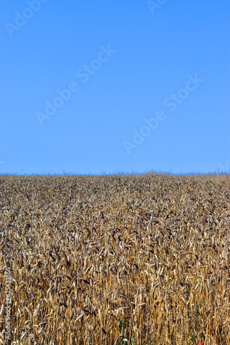 Barley field (Hordeum vulga...