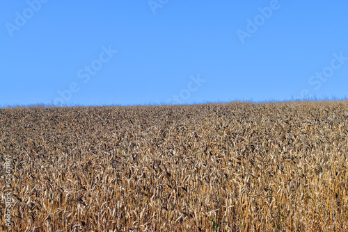 Barley field (Hordeum vulga...