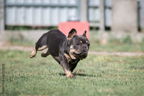 A beautiful pedigree French Bulldog puppy is galloping across the field. © shymar27