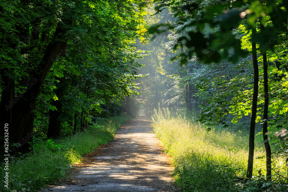 Obraz premium Side road covered with torn branches after a thunderstorm in Siebenbrunn near Augsburg, Germany