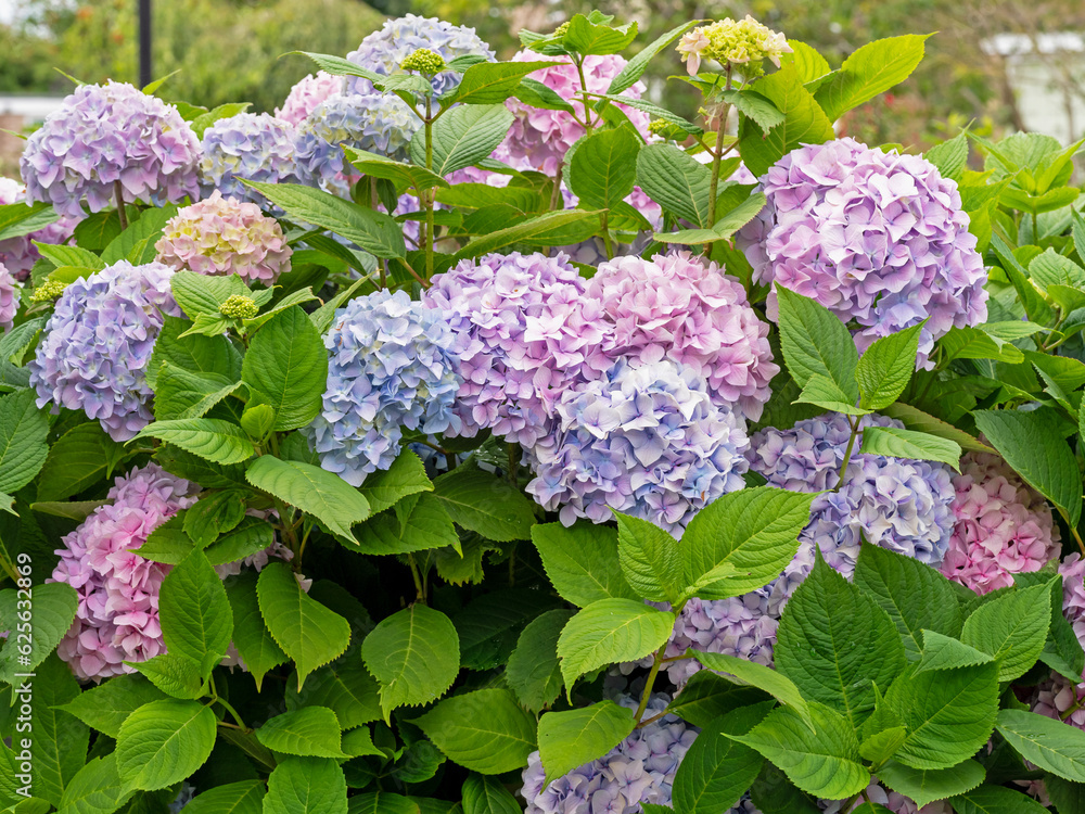 Hydrangea shrub with lovely pink and blue flowers Hydrangea shrub with lovely pink and blue flowers