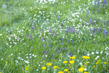 Green grass, variety wild flower grow in meadow. Colorful wildflower growing in summer field.