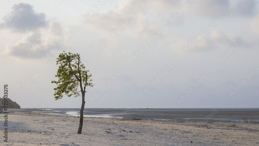 A tree on lonely sea beach swaying in wind at bakkhali.