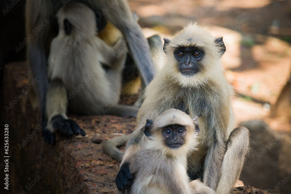 Female Hanuman gray langur monther with its baby sitting together.