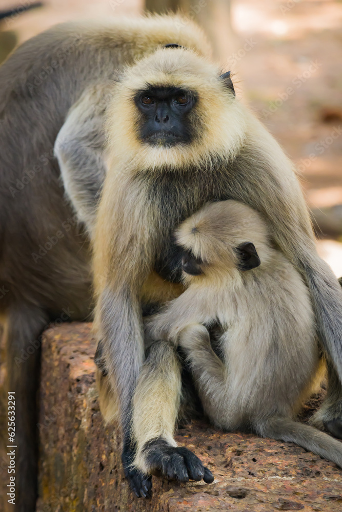 Female Hanuman gray langur monther with its baby sitting on a wall.