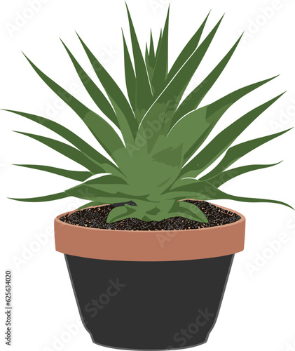 Haworthia plant Vector