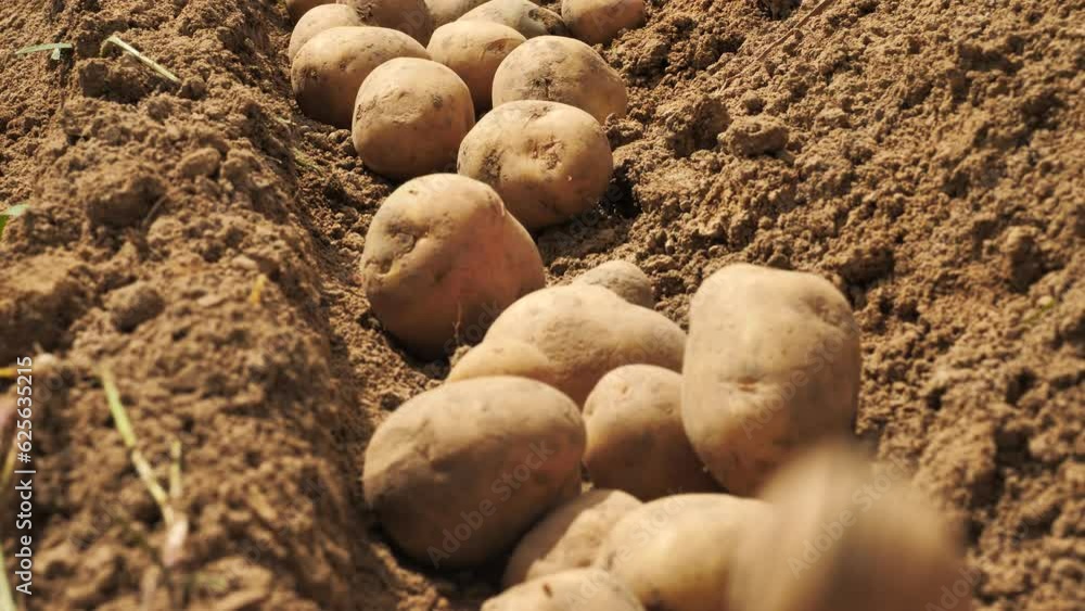 Farmer pours seed potatoes into furrow in field, close-up. Planting potatoes Farmer pours seed potatoes into furrow in field, close-up. Planting potatoes