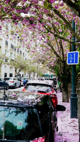 Une grande rue avec pas mal de voitures stationnées et surtout couvert de pétales ou de feuilles de cerisiers japonais roses partout dans la rue, sur le sol, les pierres et les voitures, passage pluie photo